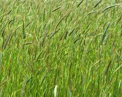 Rye Grass Rye Grass Herbs Grass