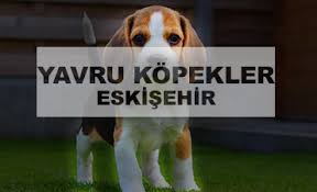 Eskisehir Satilik Kopekler Kanka Kopek