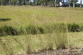 Image result for Aristida transvaalensis