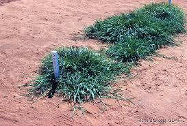 Image result for Digitaria seriata