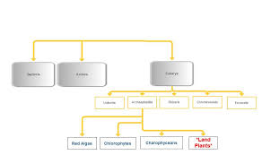 Domain And Kingdom Flowchart Best Picture Of Chart