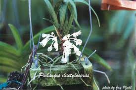 Image result for Podangis dactyloceras