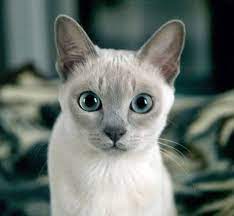 See more ideas about tonkinese cat, tonkinese, cat breeds. Tonkinese Photo Contest 2009 Winners Tonkinese Cat Pretty Cats Tonkinese Kittens