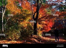 Honshu island japan autumn hi-res stock photography and images - Alamy