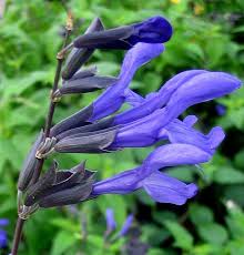 Black And Blue Salvia Salvia Plant Combinations Love Flowers