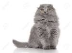 Highland Fold | International Cat Care