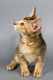 Phone calls only 920 838 1159 deposit to hold. Abyssinian Cat Breeders Directory Page 2 O Kitty