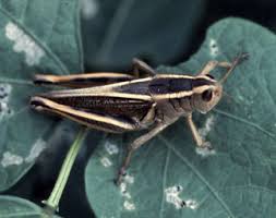 Maybe you would like to learn more about one of these? Grasshopper Control In Gardens And Small Acreages 5 536 Extension