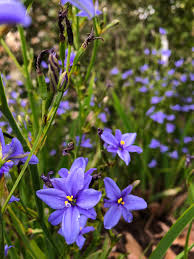 Image result for Aristea