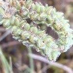 Image result for Heliotropium supinum