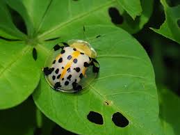 Image result for Polysphaeria lanceolata