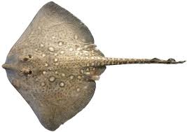 What Is Skate Fish For Common Skate Like A Pro Badangling Skate Fish Fish Sea Fish