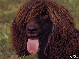 Image result for irský vodní španěl