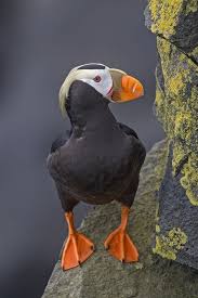 Black And White Bird With Long Orange Beak In Scotland Gallery 29 St Paul Island Alaska Natures S Pic S Online Nature Birds Sea Birds Beautiful Birds