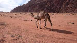 Is there any way of getting a better camel than the one you get from the sand grain bazaar quest? Young Camel Walking On A Desert Road And Meets Up With Another Camel By Gpijus