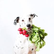 9 Fruits Et Legumes D Ete Que Votre Chien Va Adorer Et Qui Le Garderont En Bonne Sante Alimentation Saine Et Equilibree Fruits Et Legumes Alimentation Saine