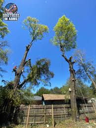 Maybe you would like to learn more about one of these? Tree Trimming Services Santa Rosa County Brothers In Arms Tree Service Santa Rosa