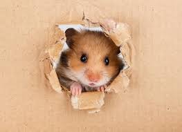 Diy Paper Roll Hamster Toys! - Youtube