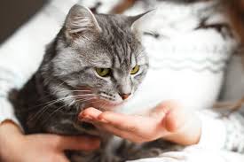 Read and carefully follow any instructions for use. Doxycycline For Cats Great Pet Care