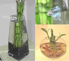 Designsbydoe Com Lucky Bamboo Fish Tank Terrarium Planted Aquarium
