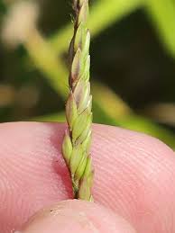 Image result for Polycarpaea eriantha