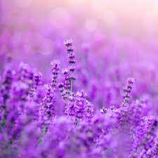 Lavender Flower Essence Stillpoint Aromatics