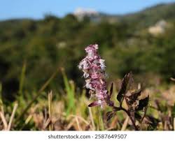 Image result for Platostoma