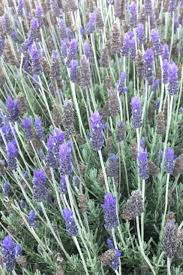 Image result for Lavandula dentata