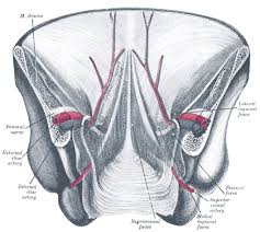 Heavy lifting can rupture the weak abdominal wall internally. The Abdomen Human Anatomy