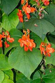 Image result for Adenodolichos punctatus