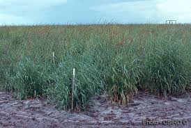 Image result for Setaria restioidea