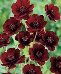 Chocolate Cosmos Flower Has A Vanilla And Chocolatey Scent As Well As A Lovely Dark Maroon Colour Cosmos Flowers Chocolate Cosmos Chocolate Cosmos Flower