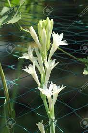 Rajnigandha Tuberose Flower In The Garden Beautiful Nature Stock Photo Picture And Royalty Free Image Image 142189743