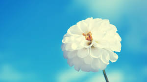 We did not find results for: White Flower Background Wallpaper Trends Flower Wallpaper White Flower Wallpaper White Flower Background