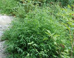 Image result for Microstegium fasciculatum