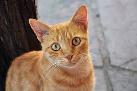 Ucretsiz Turuncu Kedi Stok Fotograf Freeimages Com