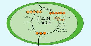 Maybe you would like to learn more about one of these? Calvin Cycle Dark Reaction Equation Steps Expii