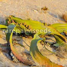 Image result for Aloe welwitschii