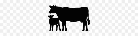I believe this prized cow named evie in the film is more than their companion. Black Calf Clipart Cows Png Stunning Free Transparent Png Clipart Images Free Download