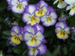 Ultima Radiance Deep Blue Pansy Pansies Flowers Flower Festival