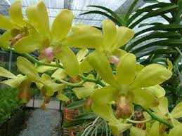 Dendrobium Waianae Valley Green Orchid Orchids Planting Flowers