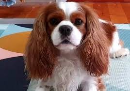 We did not find results for: Breeders Cavalierlove