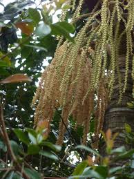 Image result for Acanthophoenix rubra