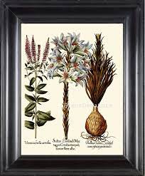 Botanical Print Besler 8x10 Botanical Art Print 29 Beautiful Etsy Antique Botanical Print Botanical Prints Botanical Art