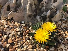 Image result for Hereroa glenensis