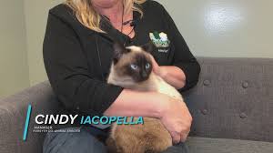 Many enjoy being with people and are sometimes. Meet Sy Bones Forsyth Co Animal Shelter S Pets Of The Week Wfaa Com