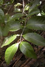 Image result for Elaeodendron