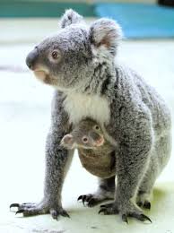 Bazilari Dogada Bir Avci Olarak Yasayan Bazilarilariyla Da Evimizi Paylastigimiz Hayvanlar Ve Yavrulari Ortak Yanl Cute Animals Zoo Animals Cute Baby Animals