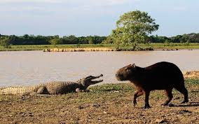 Jul 04, 2017 · the capybara, native to south america, is the largest rodent in the world and a highly social creature which has been observed bonding with everything from kittens and ducklings to monkeys. Capybara With Alligator