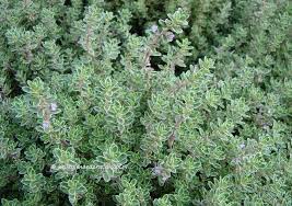 Check spelling or type a new query. Plantfiles Pictures Silver Thyme Silver Edge Thyme Argenteus Thymus By Kell Thyme Plant Small Front Yard Landscaping Variegated Plants